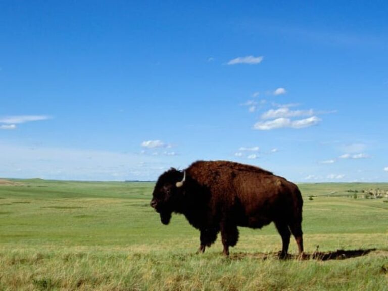 7 Best States for Owning a Ranch in the USA In 2024 - Pensacola Voice