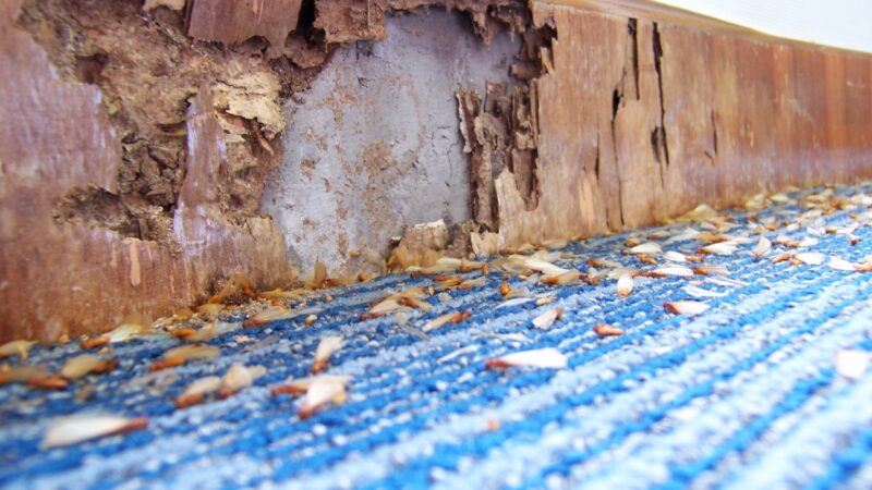 Termite damage