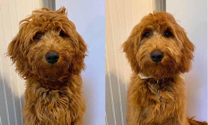 Goldendoodle before and after a haircut