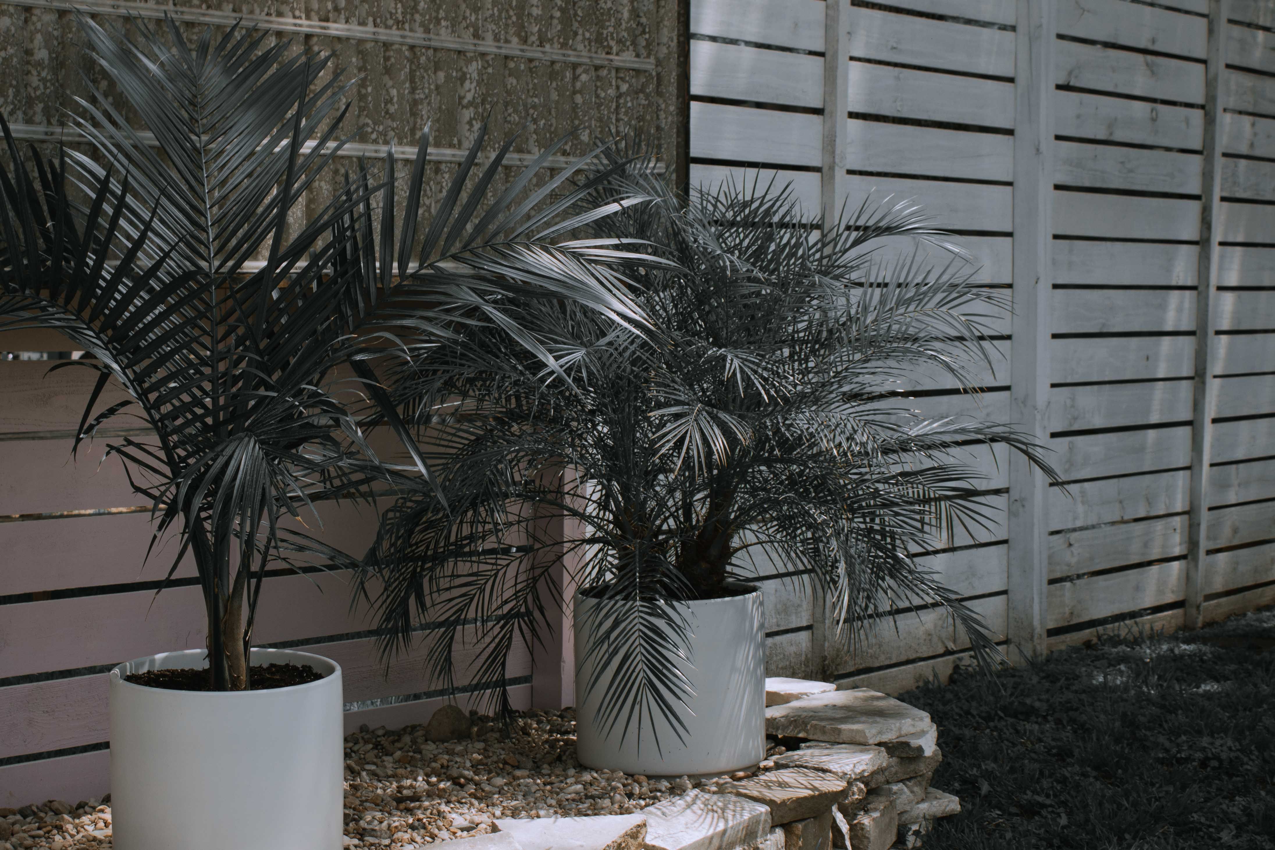 Backyard with potted palms and a wooden fence suited to a warm coastal setting